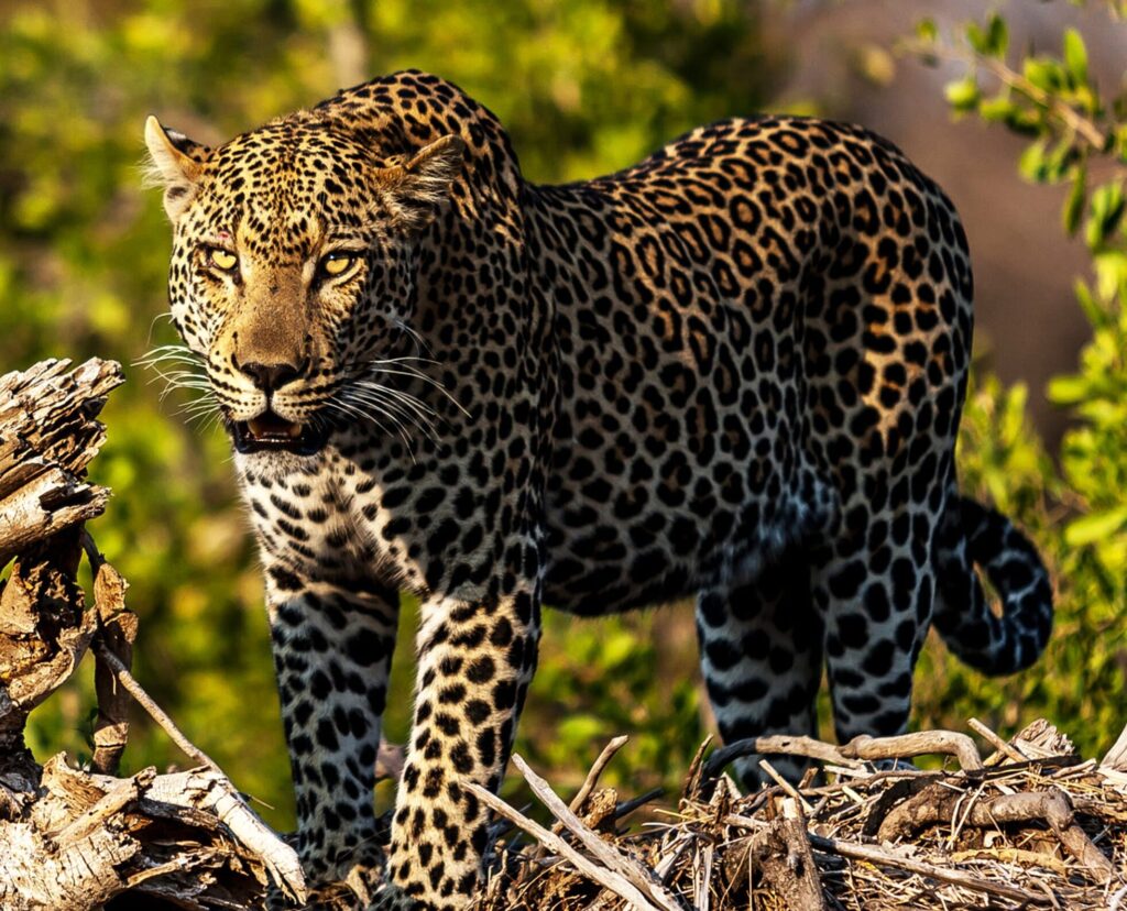 A Best wildlife tours in the world