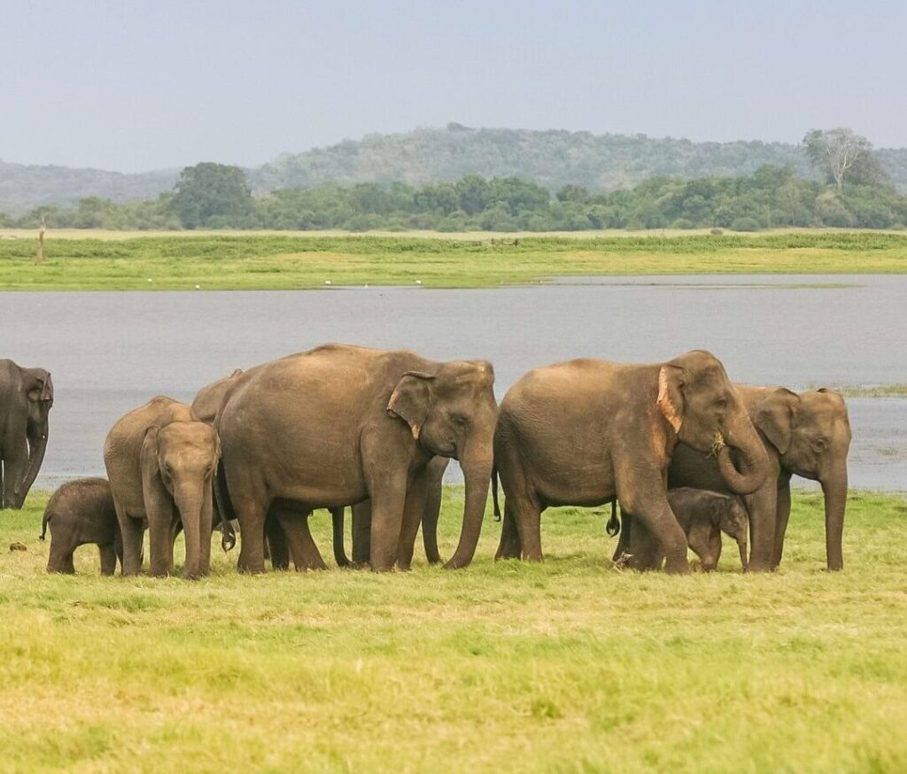 A Herd of Sri Lankan Elephant