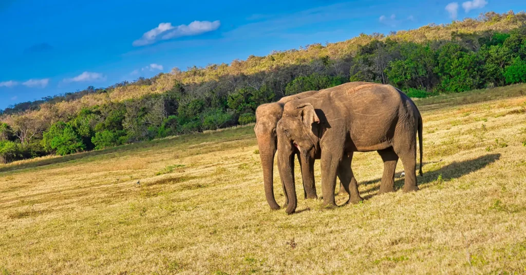 Sri Lankan Elephant, Kaudulla National Park, Sri Lanka